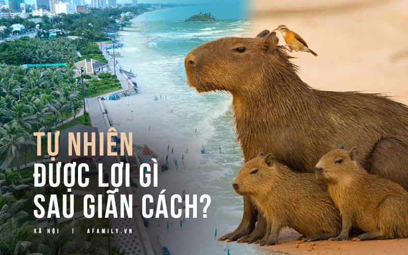 “Bình thường mới” ngồi ngẫm lại cái lợi của giãn cách: Tự nhiên đã “tranh thủ” chữa lành?