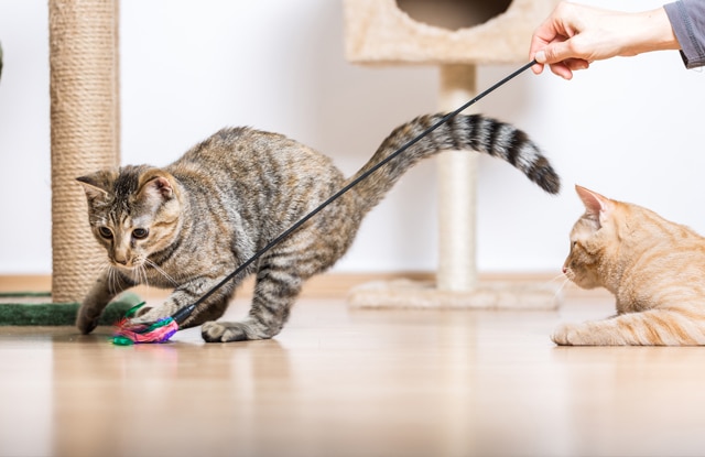 Ngón tay bị kẹt xe đẫm máu hồi phục kỳ diệu sau 3 ngày, bác sĩ tiết lộ nhờ ơn "hoàng thượng", nghe lý giải chắc chắn nhiều người thấy tiếc vì không nuôi thú cưng sớm hơn  - Ảnh 4.