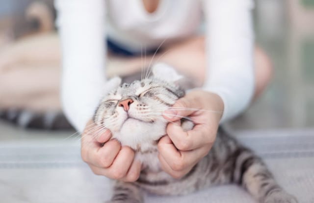 Ngón tay bị kẹt xe đẫm máu hồi phục kỳ diệu sau 3 ngày, bác sĩ tiết lộ nhờ ơn "hoàng thượng", nghe lý giải chắc chắn nhiều người thấy tiếc vì không nuôi thú cưng sớm hơn  - Ảnh 5.