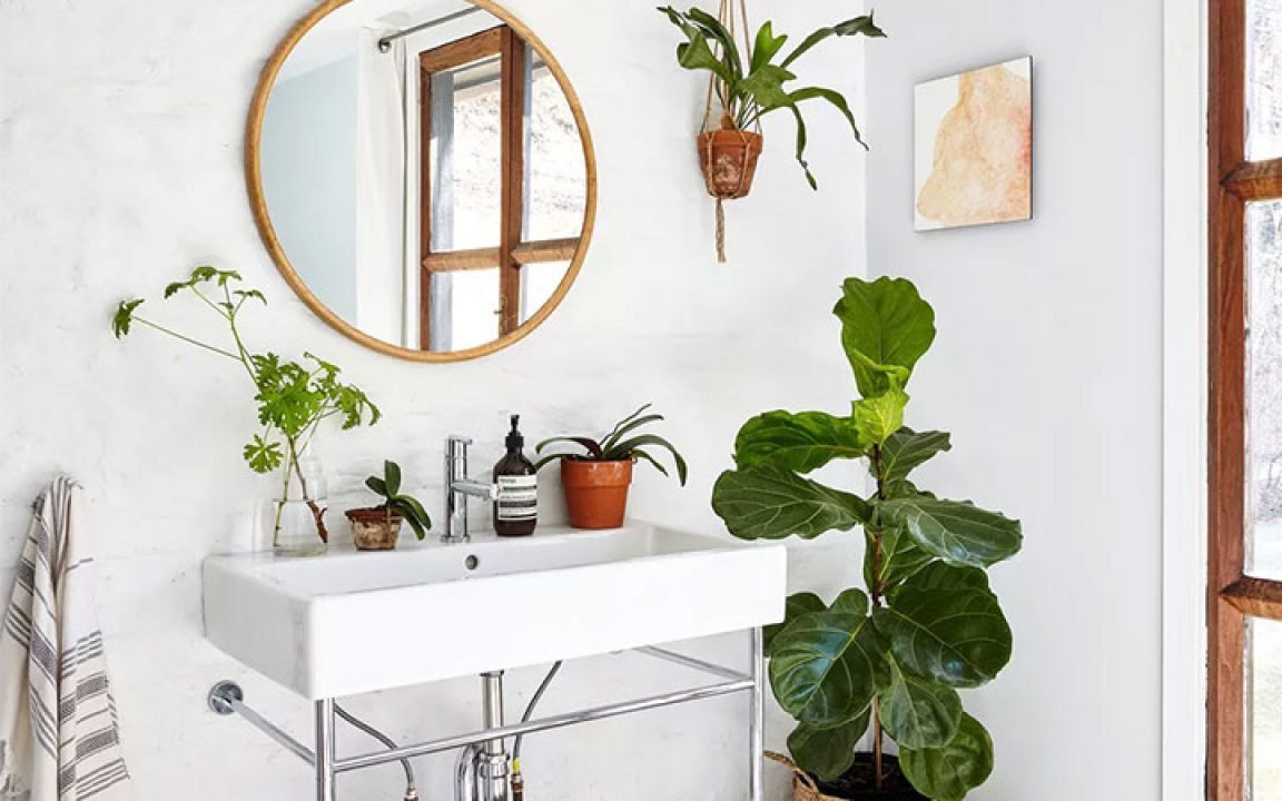 12 loại cây "chuẩn chỉnh" để trong phòng tắm vì thích ứng ở môi trường ẩm rất tốt
