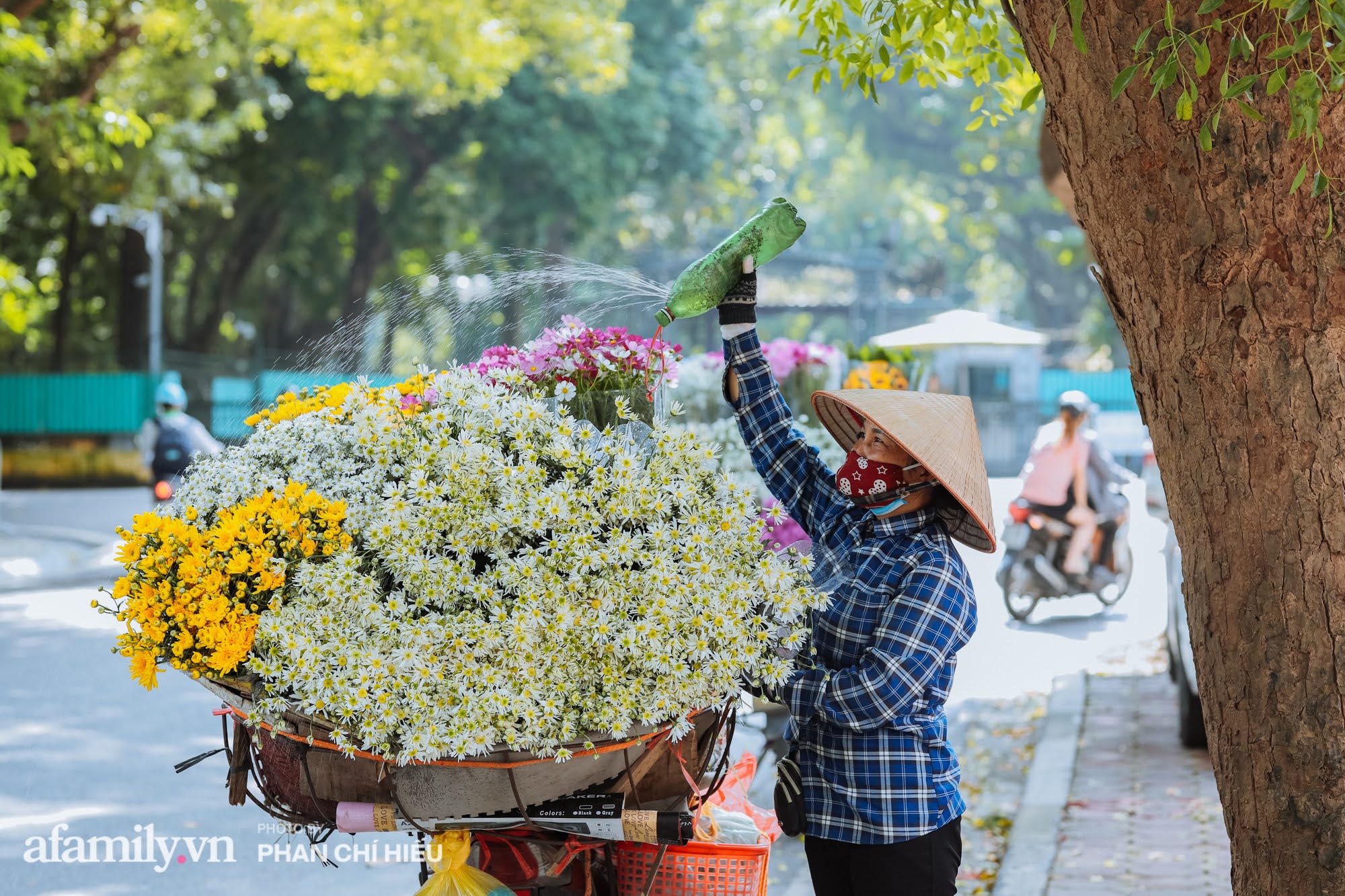 Đến hẹn lại lên, phố phường Hà Nội ngập tràn cúc họa mi, nhiều người tranh thủ lưu lại khoảnh khắc với mùa thu - Ảnh 2.
