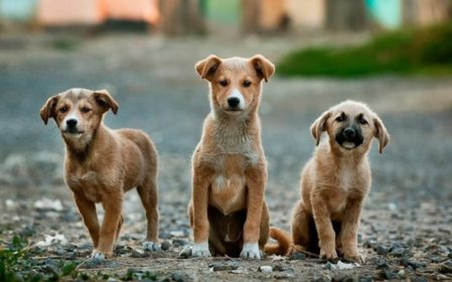 Hội An là thành phố đầu tiên của Việt Nam nói không với thịt chó, thịt mèo?