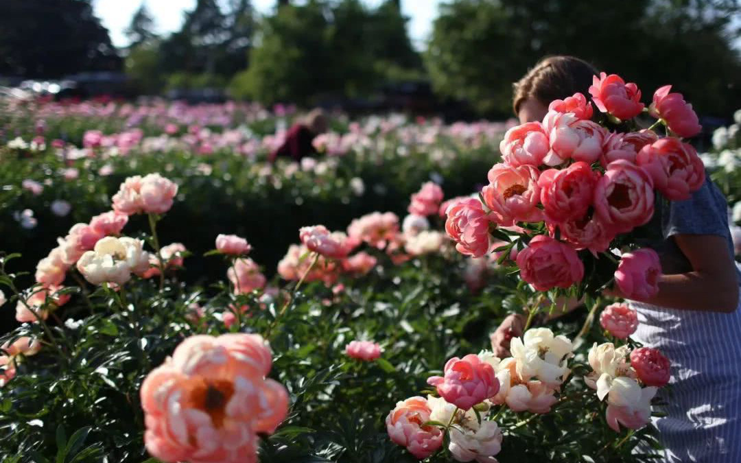 Khu vườn rộng 8000m² sở hữu các loại hoa đẹp như cổ tích của gia đình 4 người 