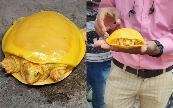Quái đản bức ảnh con rùa vàng óng toàn thân trừ đôi mắt, ngỡ đồ giả mà có thật 100% gây náo loạn cộng đồng mạng, bí mật gì đằng sau?