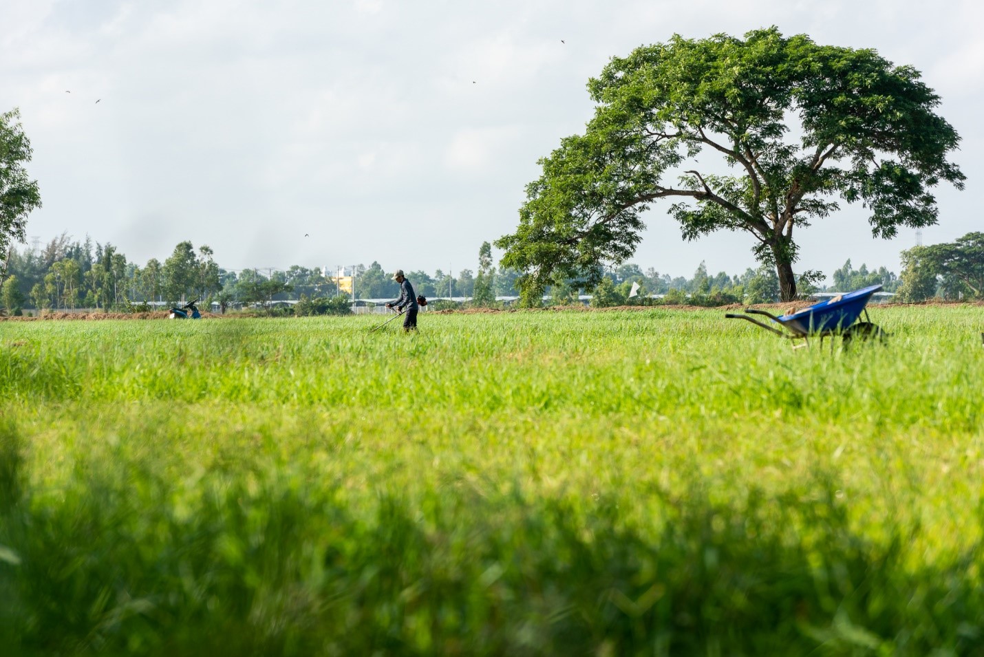 Xuất hiện sữa sạch với công nghệ từ trang trại đến bàn ăn: Tươi ngon, an tâm cho sức khỏe - Ảnh 1.