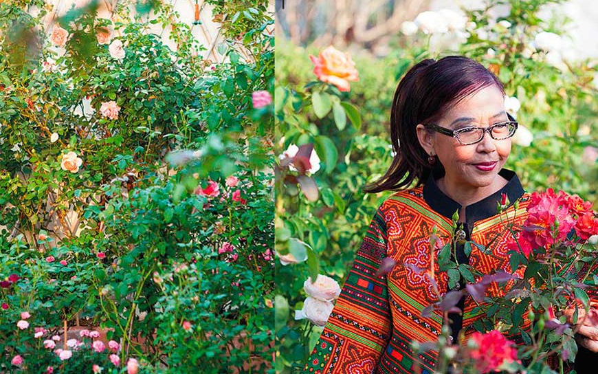 "Ngẩn ngơ" với khu vườn có tới 300 gốc hồng rực rỡ ngát hương của người phụ nữ trung niên