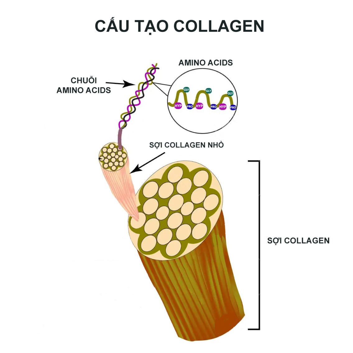 Thuộc lòng 5 quy tắc sau để mua được đúng loại collagen thực sự hợp với mình bạn nhé! - Ảnh 2.