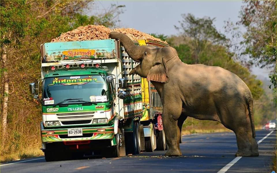 Góc ''ăn chặn" có ý thức: Chú voi to vật vã ra hiệu trước cho tài xế đi chậm để xin chút sắn, ăn no nê thì lững thững đi bộ về rừng, tuyệt đối không chiếm lòng đường