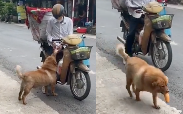 Chú chó mua bánh mì thiếu một cách &quot;uy tín&quot; khiến nhiều người phát cuồng: Chắc là mối ruột của chú bán bánh mì rồi! 