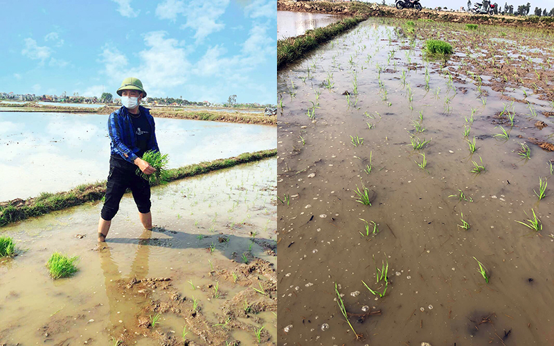 Nhiệt tình đi cấy cho mẹ vợ nhưng có gì đó sai sai, chàng trai bị phụ huynh nhà gái ''giận tím mặt'', bơ đẹp không thèm nói chuyện