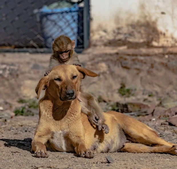 Đang đi đường tình cờ bắt gặp bộ đôi khỉ chó quấn quýt, nhiếp ảnh gia tìm hiểu càng ngỡ ngàng hơn với mối quan hệ "mẹ con" lạ đời của chúng - Ảnh 1.