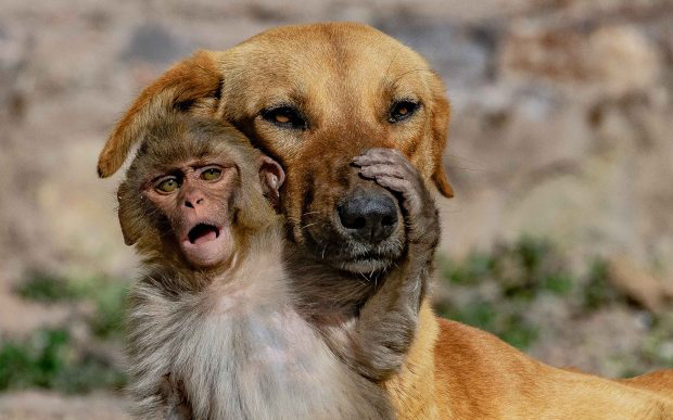 Đang đi đường tình cờ bắt gặp bộ đôi khỉ và chó quấn quýt, nhiếp ảnh gia tìm hiểu càng ngỡ ngàng hơn với mối quan hệ &quot;mẹ con&quot; lạ đời của chúng