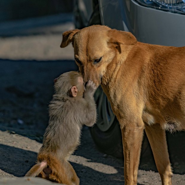 Đang đi đường tình cờ bắt gặp bộ đôi khỉ chó quấn quýt, nhiếp ảnh gia tìm hiểu càng ngỡ ngàng hơn với mối quan hệ "mẹ con" lạ đời của chúng - Ảnh 4.