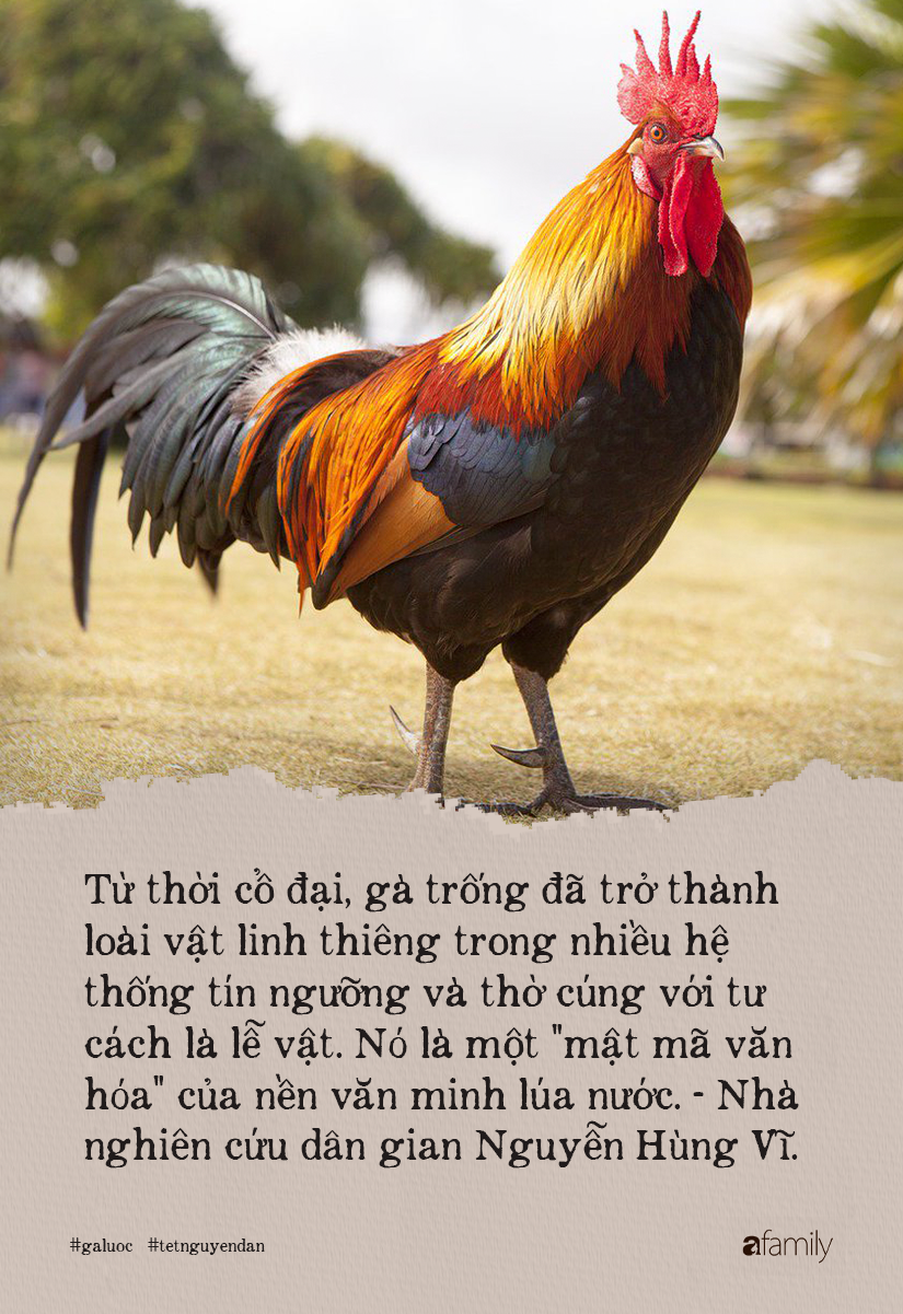 Lý do gà luộc là món không được phép thiếu trong mâm cỗ Việt, kén được "kê vương" từng khiến NSND Lê Khanh phải xuýt xoa thì cả năm may mắn, sung túc - Ảnh 3.