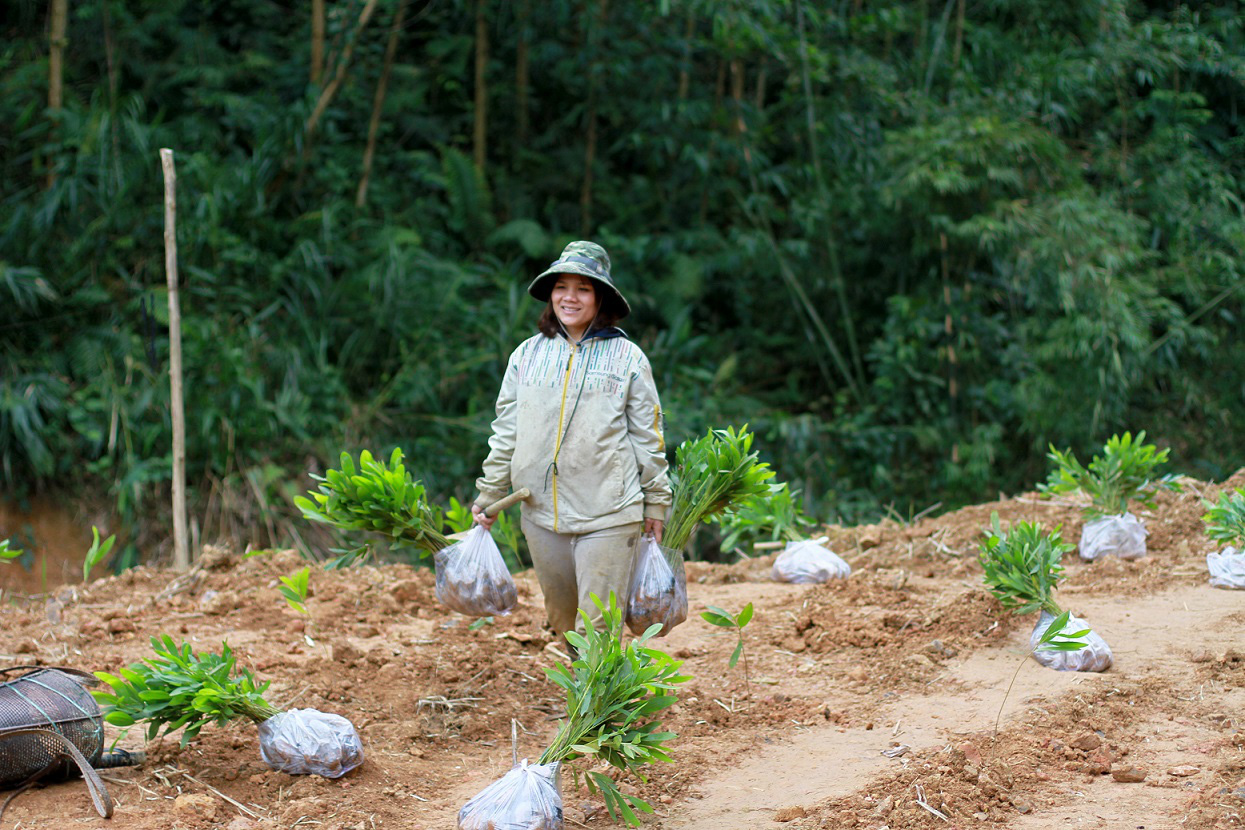 Trồng hàng ngàn cây xanh trên đất Quảng Nam để bảo vệ môi trường - Ảnh 4.