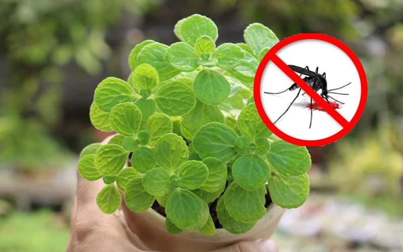9 loại cây cảnh có tác dụng đuổi muỗi tốt nhất khi trồng trong nhà