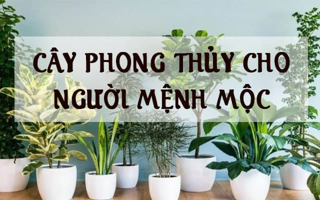 9 cây cảnh phong thủy hợp với người mệnh mộc nhất