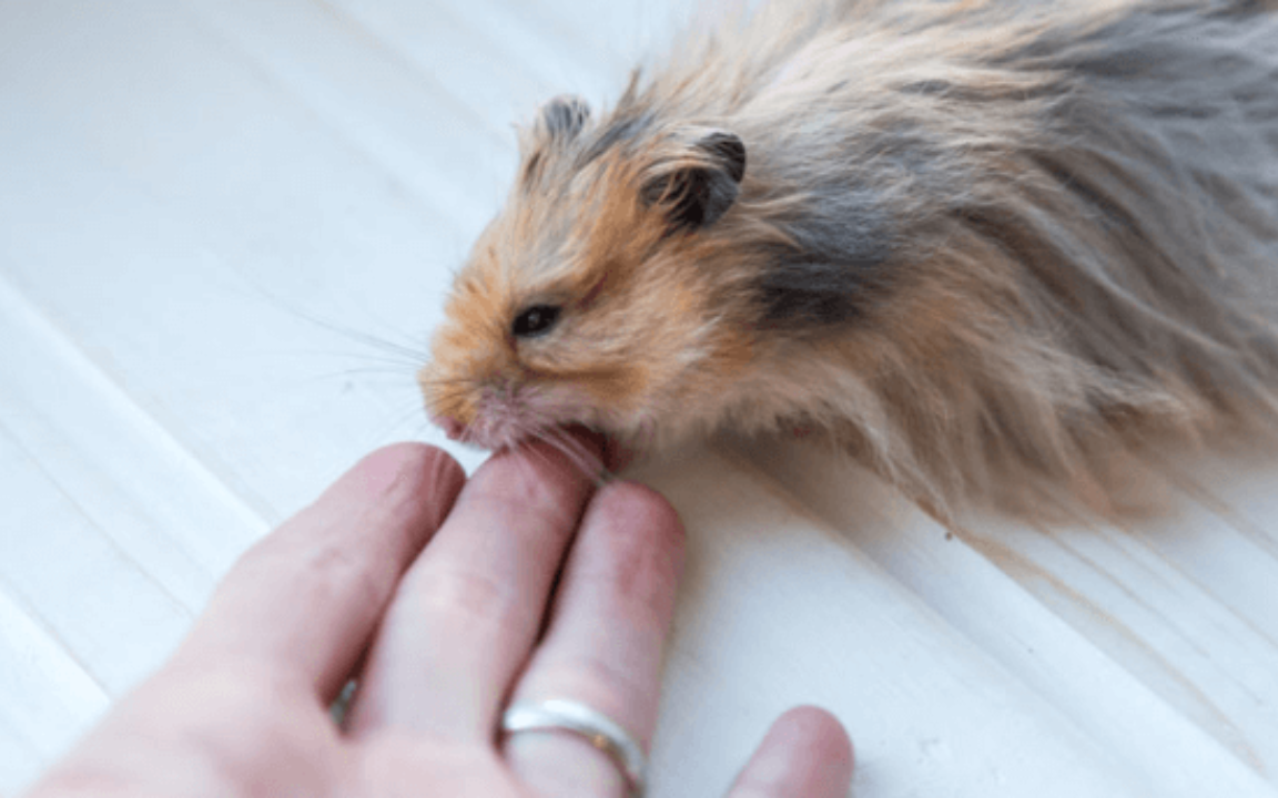 Mở lồng cho hamster, nữ chủ nhân bị con vật cắn vào tay gây ra vết  thương nghiêm trọng nhưng nhờ đó mà thoát chết thần kỳ