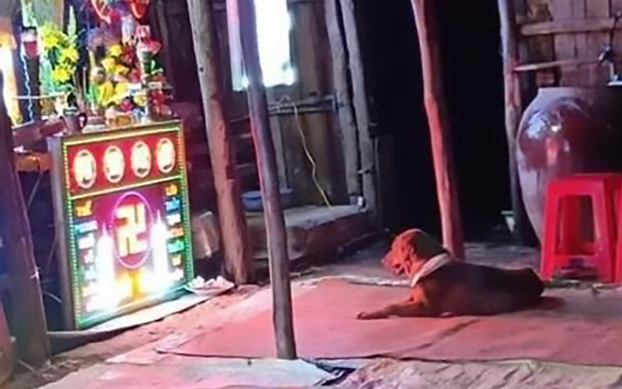 Xôn xao hình ảnh chú chó không chịu đi, nhất định nằm cạnh bàn thờ người chủ bị chết vì đã xả thân cứu mình khỏi bọn trộm chó