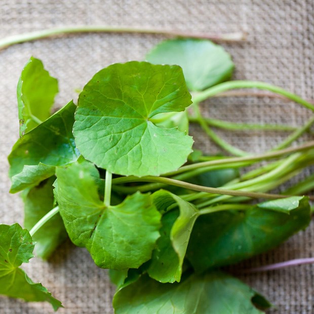  Loại rau dại đắt gấp 2 lần rau muống, rau lang vì bổ như "nhân sâm tự nhiên", tuy nhiên nhiều người Việt vẫn chưa biết cách dùng đúng - Ảnh 1.