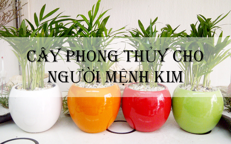 Người mệnh kim đừng quên trồng 1 trong 4 cây cảnh này trong nhà