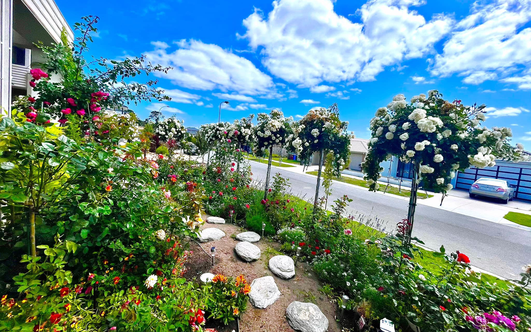 Vườn hồng 250m² rực rỡ sắc màu, đẹp như cổ tích của mẹ Việt 