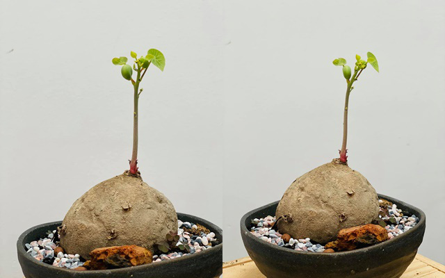 Dân mạng đoán già đoán non củ khoai lang sao lại ra quả, hóa ra đó là một loại củ khác vừa lạ nhưng cũng rất quen