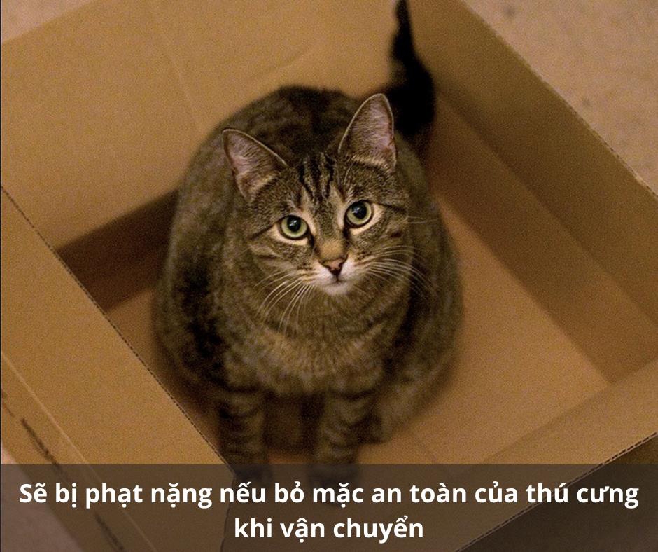Helen Express - Dịch vụ vận chuyển thú cưng an toàn trong và ngoài nước với 7 năm kinh nghiệm - Ảnh 1.