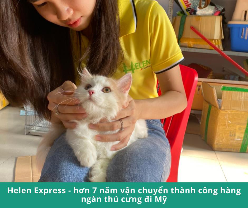 Helen Express - Dịch vụ vận chuyển thú cưng an toàn trong và ngoài nước với 7 năm kinh nghiệm - Ảnh 2.