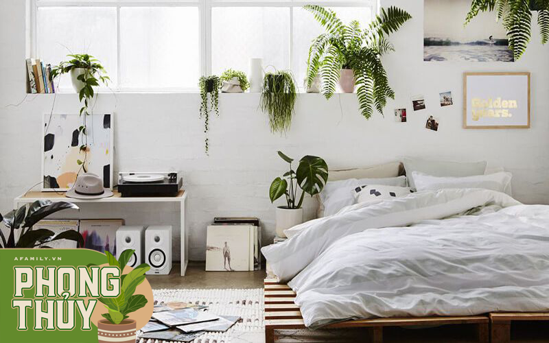 7 loại cây cảnh NÊN đặt trong phòng ngủ vừa tốt cho sức khỏe vừa hợp phong thủy