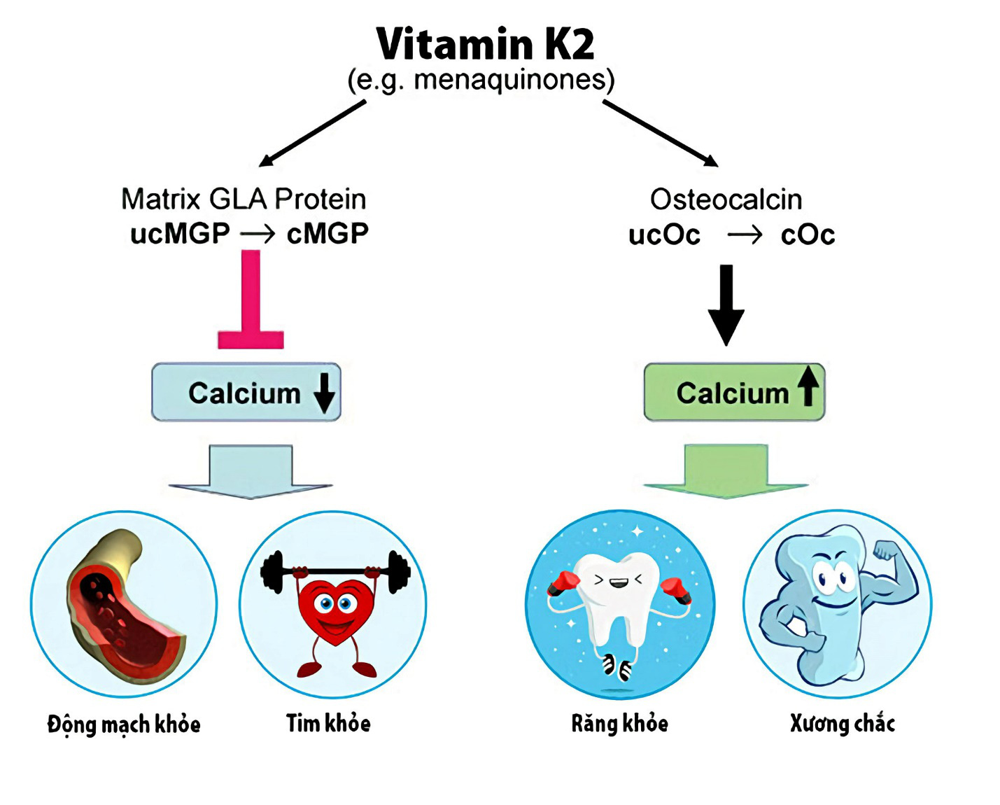 Vitamin K2 có thực sự làm trẻ tăng chiều cao vượt trội? - Ảnh 2.