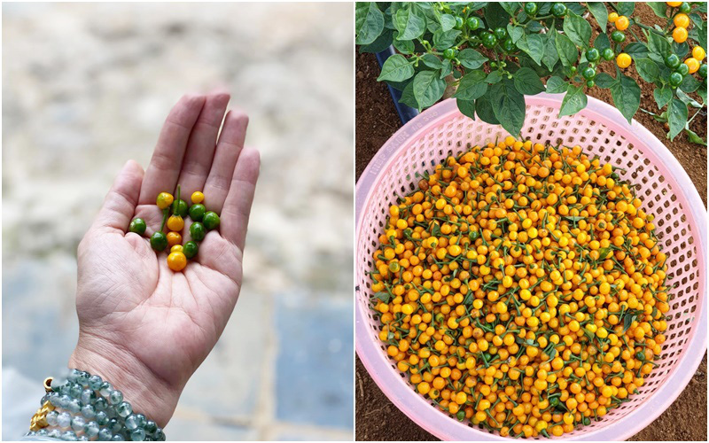 Cận cảnh khu vườn trong căn biệt phủ ngoại ô của hot mom Văn Thùy Dương, trồng được cả loại ớt đắt nhất thế giới có giá gần 1 tỷ đồng/kg