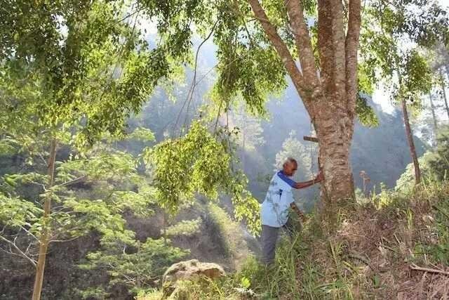 Lâm vào lầm than khi khu rừng gần nhà bị đốt trụi, cụ ông làm một chuyện bị chửi là "lão điên", nhiều năm sau lại khiến những kẻ dè bỉu phải xấu hổ - Ảnh 2.