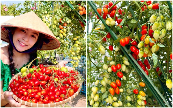 Từ 1 hạt cà chua nhỏ xíu, bà xã Quyền Linh trồng được hẳn giàn cà chua bi sai trĩu, quả đỏ rực ai nhìn cũng mê