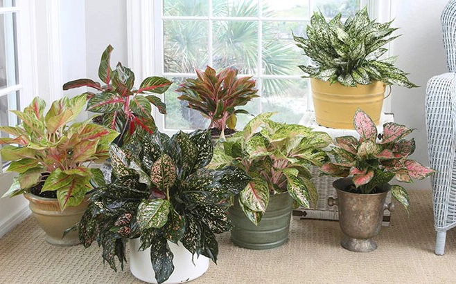 3 loại cây cảnh phong thủy rất thích hợp để bạn trồng trong phòng khách