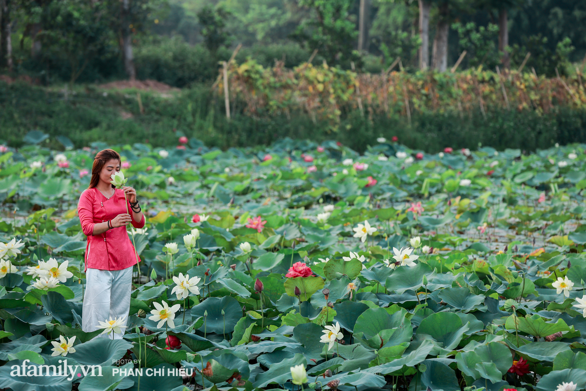 Ngợp với đầm sen nhiều loại nhất Việt Nam đang thi nhau đua nở, muốn hưởng trọn hương sắc phải cầu kỳ có mặt từ lúc sớm tinh mơ - Ảnh 15.