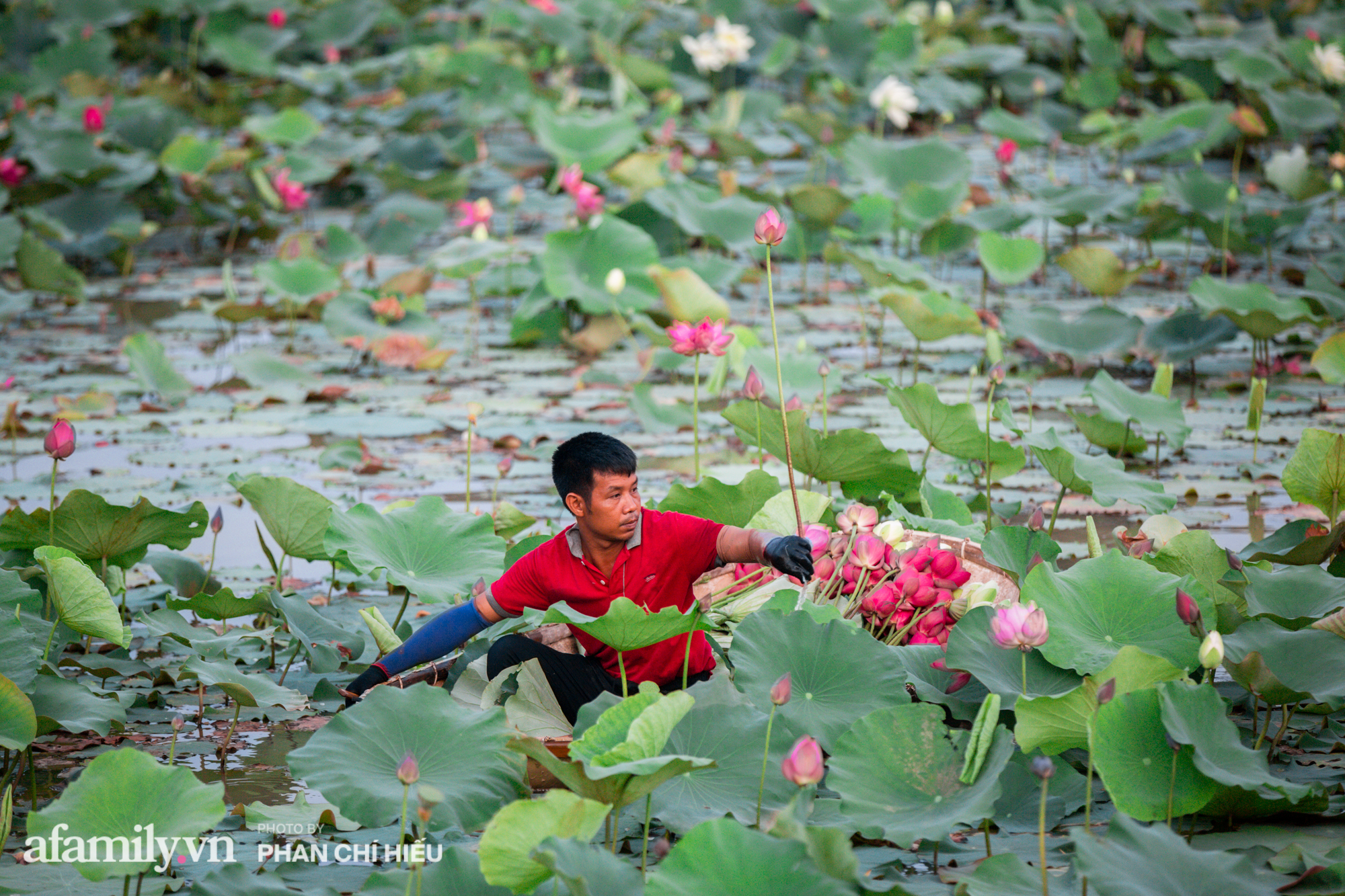 Ngợp với đầm sen nhiều loại nhất Việt Nam đang thi nhau đua nở, muốn hưởng trọn hương sắc phải cầu kỳ có mặt từ lúc sớm tinh mơ - Ảnh 9.