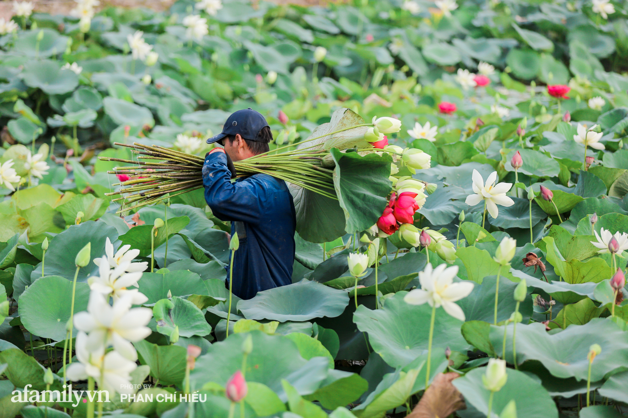 Ngợp với đầm sen nhiều loại nhất Việt Nam đang thi nhau đua nở, muốn hưởng trọn hương sắc phải cầu kỳ có mặt từ lúc sớm tinh mơ - Ảnh 12.
