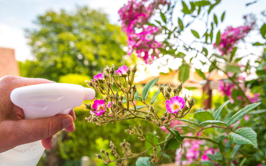 9 cách sử dụng giấm cực thú vị ít người biết để chăm sóc khu vườn thêm tươi tốt