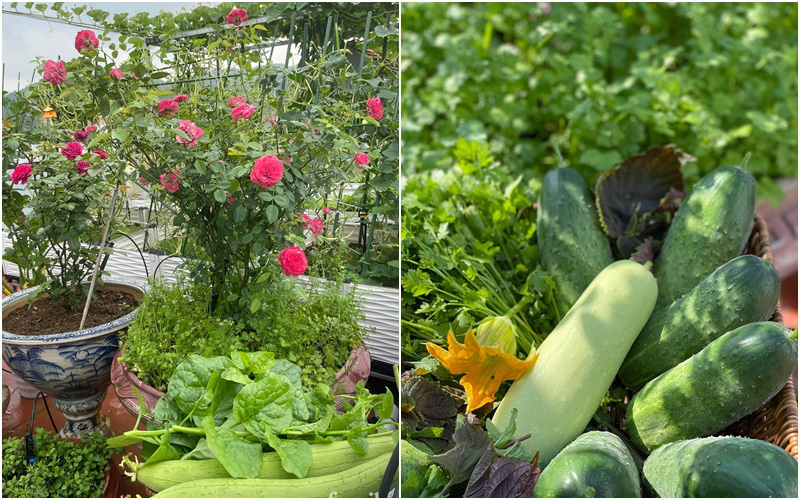 Khu vườn sân thượng chỉ 15m² nhưng quanh năm bội thu rau quả sạch của mẹ đảm ở Lào Cai