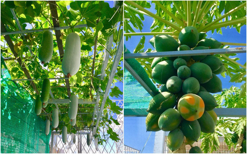 Sân thượng 40m² xanh mát quanh năm với đủ loại rau quả sạch của người phụ nữ về hưu ở Vũng Tàu