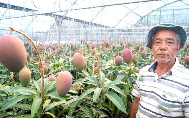 Cây xoài độc nhất vô nhị của lão nông: Cao hơn 1m nhưng cực &quot;mắn&quot; cho ra 800 trái mỗi vụ, đến nỗi phải dựng giàn cho khỏi gãy