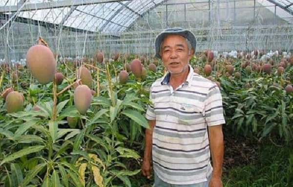 Lão nông trồng được cây xoài độc nhất vô nhị: Chỉ cao hơn 1m mà lại cực "mắn" cho ra hơn 800 trái mỗi vụ, phải dựng giàn cho khỏi gãy - Ảnh 2.