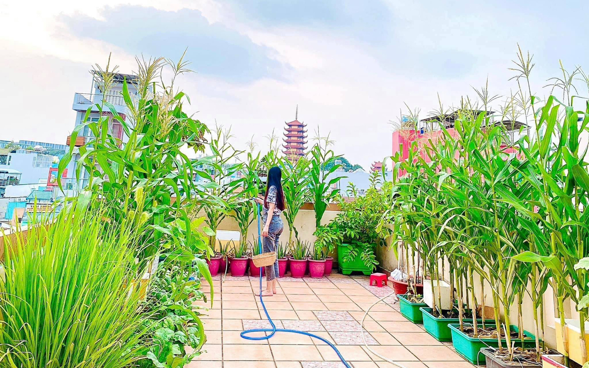 Khu vườn trên sân thượng đủ mọi loại rau sạch của nữ CEO xinh đẹp ở Sài Gòn