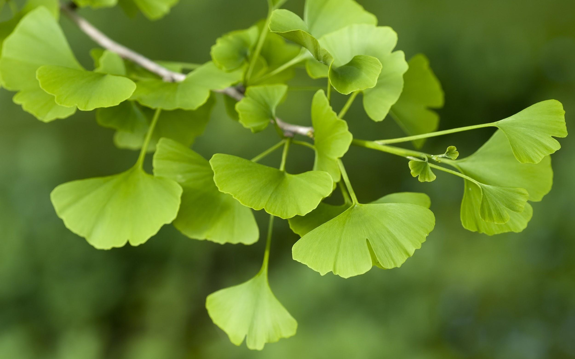 Thế hệ dưỡng não công nghệ cao Nano, hỗ trợ chống tai biến, giảm đau đầu, mất ngủ hiệu quả