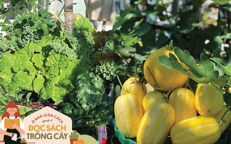 Mẹ Đà Nẵng tạo ra “nông trại” rau quả sạch trên tầng thượng giúp cả nhà vui khỏe trong những ngày giãn cách