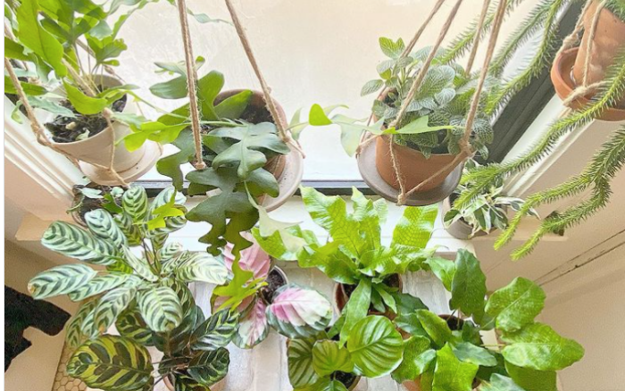 9 ý tưởng độc đáo tạo vườn treo xanh tươi, đẹp mắt trong phòng tắm nhỏ cho những ngày ở nhà giãn cách