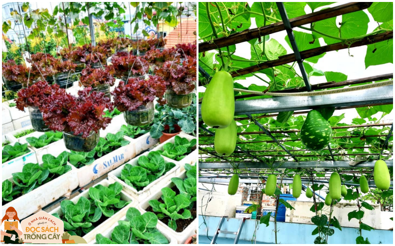 Cả năm không phải đi chợ mua rau quả nhờ làm vườn trên nóc nhà của mẹ đảm Hà Nội