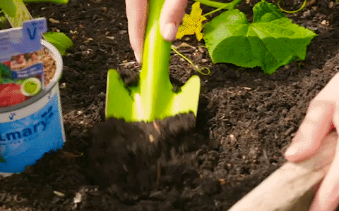 Cách trồng cây trong chậu chỉ với 5 bước đơn giản