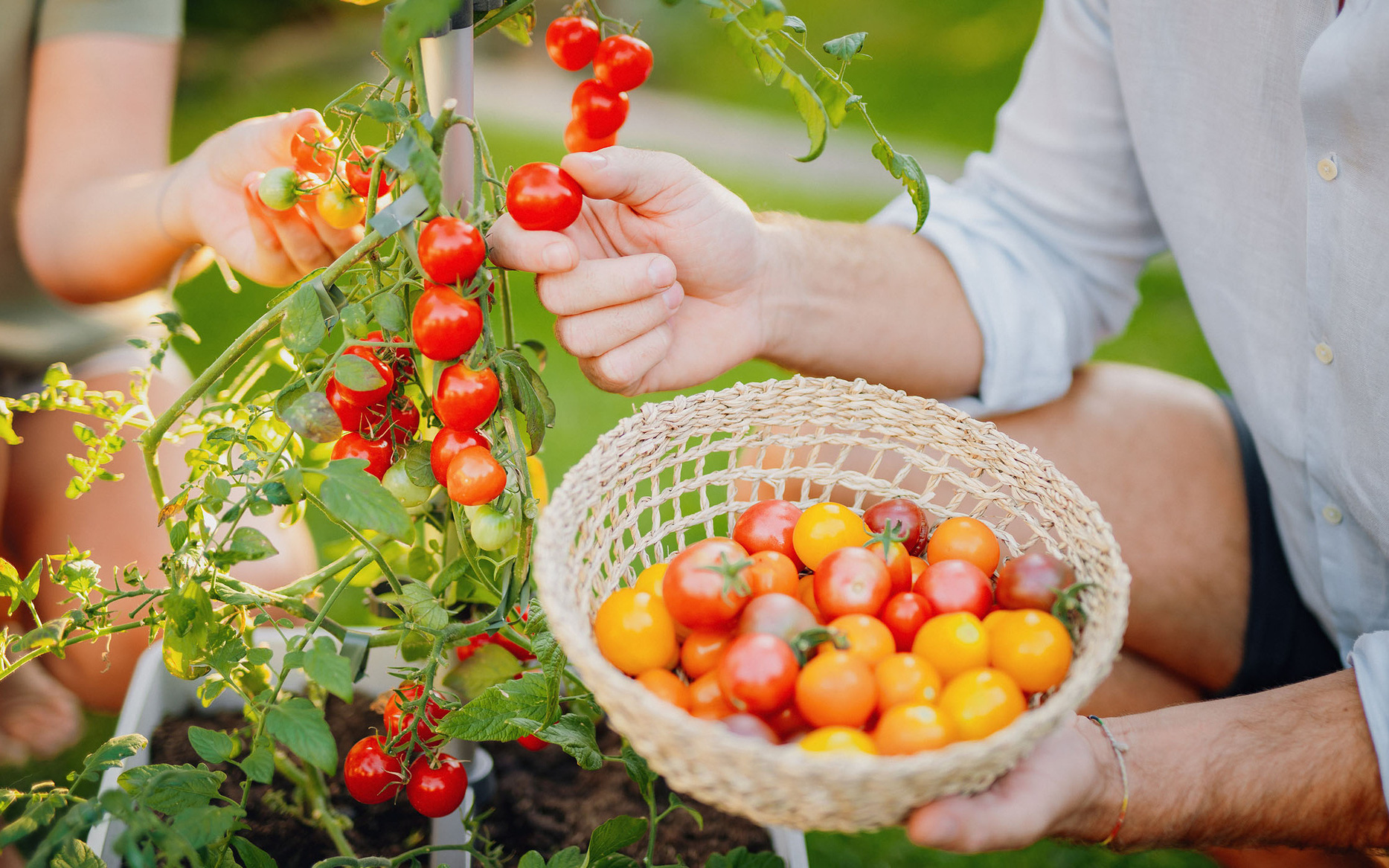 10 sai lầm phổ biến khi trồng cà chua khiến năng suất không được như mong muốn